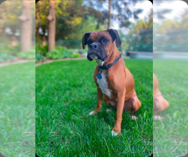 Medium Photo #3 Boxer Puppy For Sale in Brights Grove, Ontario, Canada