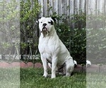 Small #5 American Bulldog-American Staffordshire Terrier Mix
