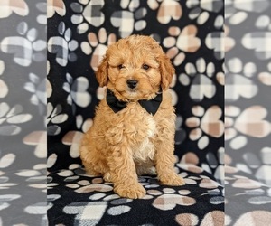 Cockapoo-Poodle (Miniature) Mix Puppy for sale in NEW HOLLAND, PA, USA