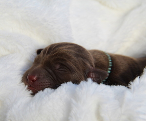 Labrador Retriever Puppy for sale in HYDE PARK, VT, USA