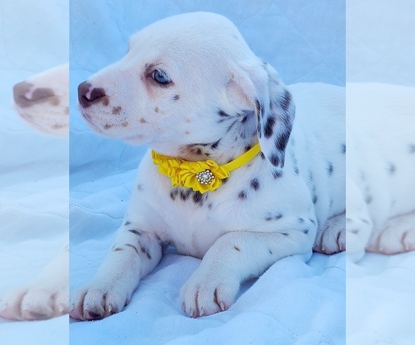 Medium Photo #7 Dalmatian Puppy For Sale in CAPE MAY COURT HOUSE, NJ, USA