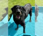 Small Rottweiler