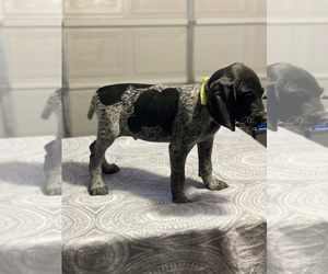 German Shorthaired Pointer Puppy for sale in CAMARILLO, CA, USA
