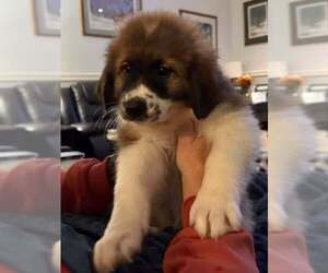Australian Shepherd-Great Pyrenees Mix Dogs for adoption in Mechanicsburg, PA, USA