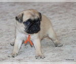Small #2 Pug