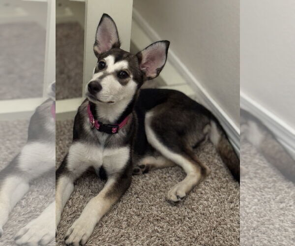 Medium Photo #2 Siberian Husky-Unknown Mix Puppy For Sale in Cedar Crest, NM, USA