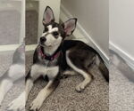 Small #1 Siberian Husky Mix