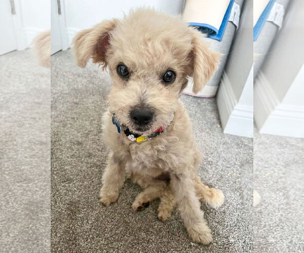 Medium Photo #13 Miniature Schnauzer-Unknown Mix Puppy For Sale in Corona, CA, USA