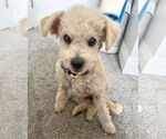 Small #12 Miniature Schnauzer Mix