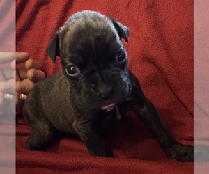 Boxer Puppy for sale in LANSING, MI, USA