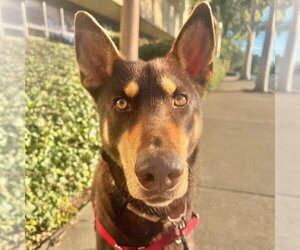 Doberman Pinscher Dogs for adoption in Santa Barbara, CA, USA