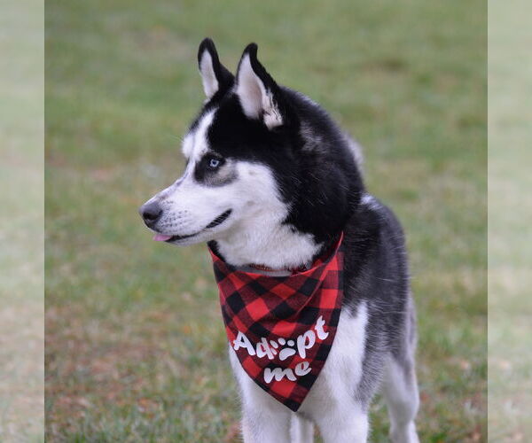 Medium Photo #5 German Shepherd Dog Puppy For Sale in Gretna, NE, USA