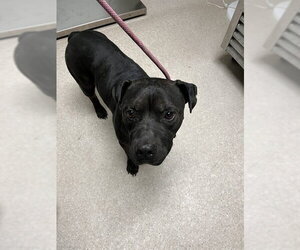 Mutt Dogs for adoption in Bakersfield, CA, USA