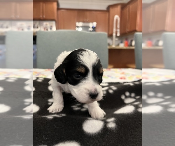 Medium Photo #1 Cavapoo Puppy For Sale in PIEDMONT, SC, USA