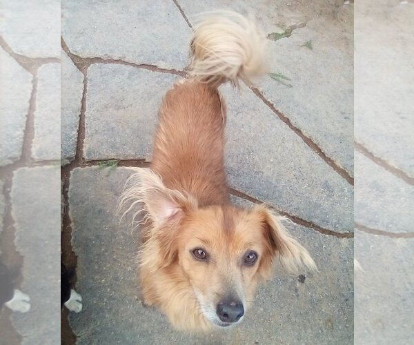 Medium Photo #7 Dachshund-Unknown Mix Puppy For Sale in Apple Valley, CA, USA