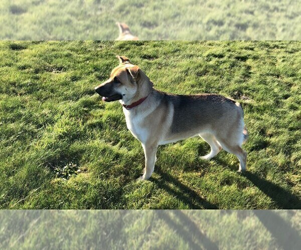 Medium Photo #1 German Shepherd Dog Puppy For Sale in BURLINGTON, WA, USA