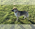 Small Photo #1 German Shepherd Dog Puppy For Sale in BURLINGTON, WA, USA