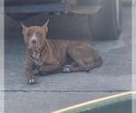 Small American Staffordshire Terrier Mix