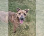 Small #1 American Pit Bull Terrier