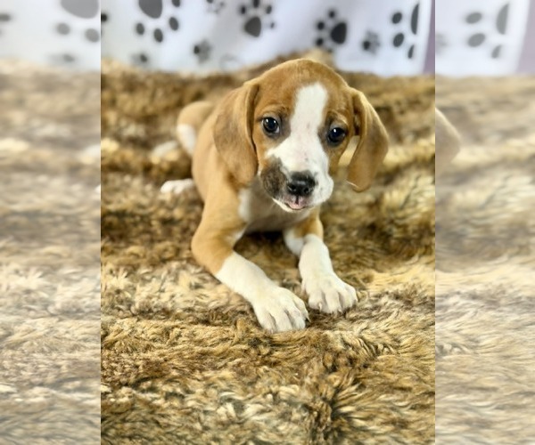 Medium Photo #4 Labrador Retriever-Unknown Mix Puppy For Sale in SHERBURNE, NY, USA