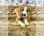 Small #3 Labrador Retriever Mix