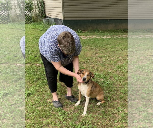 Medium Photo #2 Mutt Puppy For Sale in Harrison, AR, USA