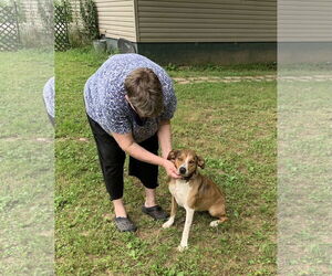 Fido - Female Mutt Dog for Adoption - Photo #2