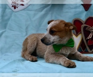 Australian Cattle Dog Puppy for sale in LANCASTER, PA, USA