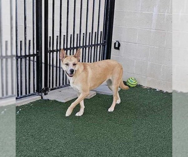 Medium Photo #21 Akita-Unknown Mix Puppy For Sale in Rockwall, TX, USA