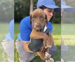 Small #1 Labrador Retriever Mix