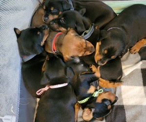 German Pinscher Litter for sale in PITTSBURGH, PA, USA
