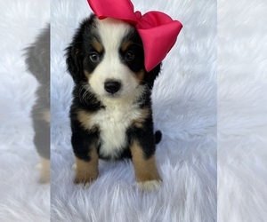 Medium Bernese Mountain Dog