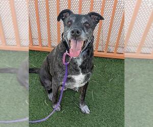 Labrador Retriever-Unknown Mix Dogs for adoption in Las Vegas, NV, USA