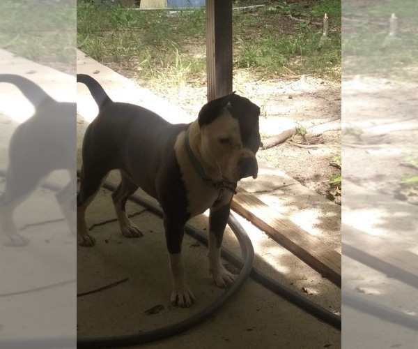 Medium Photo #16 American Bulldog Puppy For Sale in MACON, GA, USA