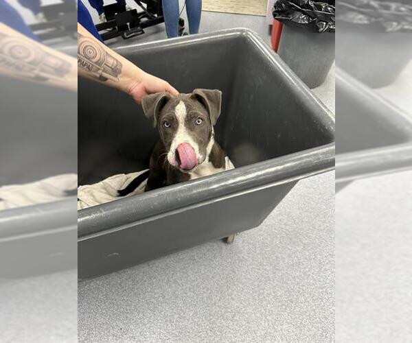 Medium Photo #1 Mutt Puppy For Sale in Bakersfield, CA, USA