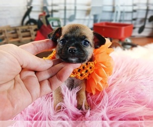 Chihuahua Puppy for sale in CARTHAGE, TX, USA