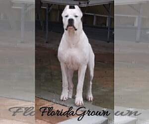 Mother of the Dogo Argentino puppies born on 06/02/2022