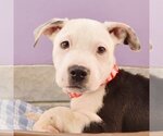 Small Photo #1 Border Collie-Bulldog Mix Puppy For Sale in Sheridan, CO, USA