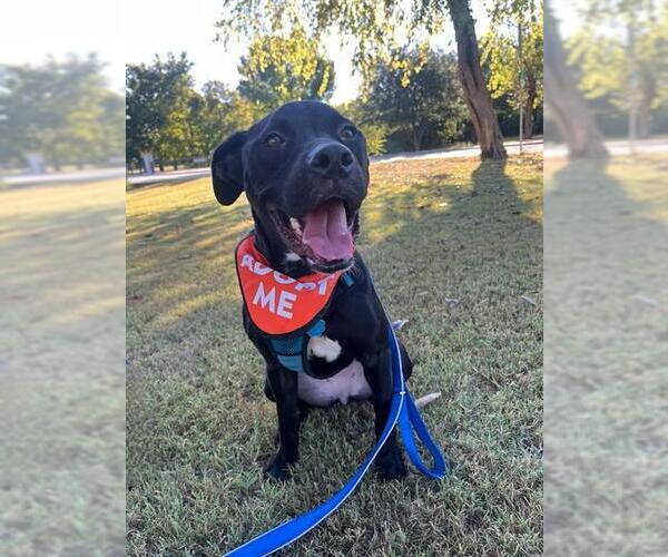 Medium Photo #2 Mutt Puppy For Sale in Plano, TX, USA