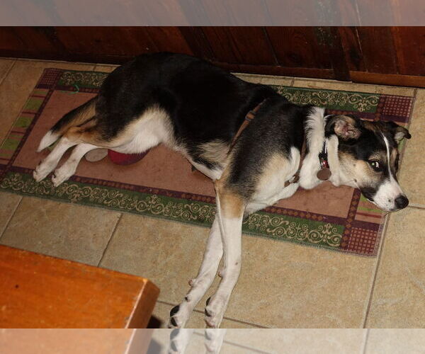 Medium Photo #9 Mutt Puppy For Sale in Doylestown, PA, USA