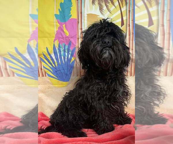 Medium Photo #1 Poodle (Miniature)-Unknown Mix Puppy For Sale in Lakewood, CO, USA