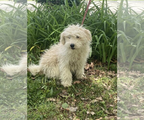 Medium Photo #3 - Mix Puppy For Sale in HOPKINSVILLE/PRINCETON, KY, NH, USA