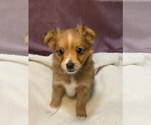 Australian Shepherd-Chihuahua Mix Dogs for adoption in Hillsboro, MO, USA