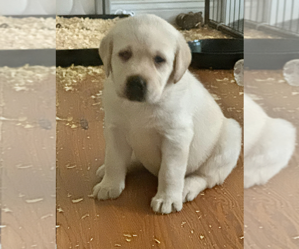 Medium Photo #1 Labrador Retriever Puppy For Sale in ACUSHNET, MA, USA