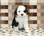 Small #2 Bernedoodle (Miniature)