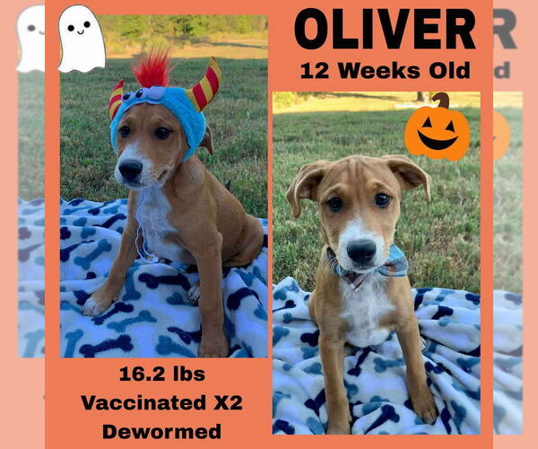 Medium Photo #1 Mutt Puppy For Sale in FRAMINGHAM, MA, USA