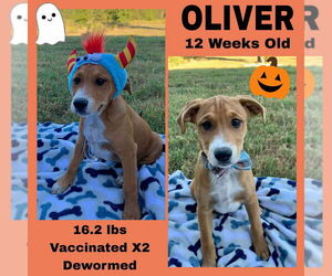 Mutt Dogs for adoption in FRAMINGHAM, MA, USA