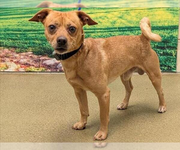 Medium Photo #1 Chihuahua-Unknown Mix Puppy For Sale in Moreno Valley, CA, USA