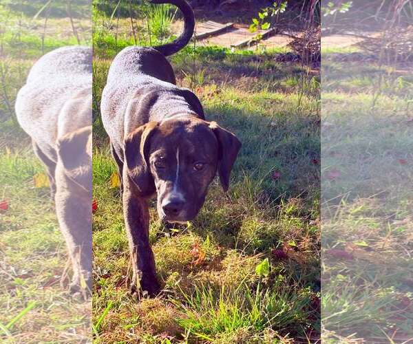 Medium Photo #4 Mutt Puppy For Sale in Hinton, WV, USA