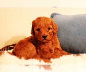 Goldendoodle Puppy for sale in BRIGHTON, MO, USA